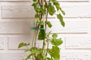 BLACK+DECKER Plant Ties 13cm
