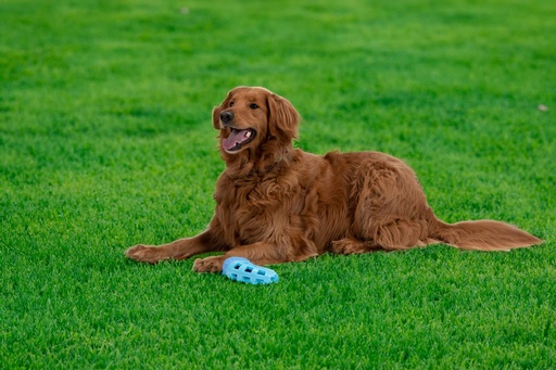 [871125249874] PET TOYS Dog Toy 18x11x5cm